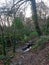 Longtimber Wood is situated alongside the River ErmeÂ  Ivybridge Devon uk